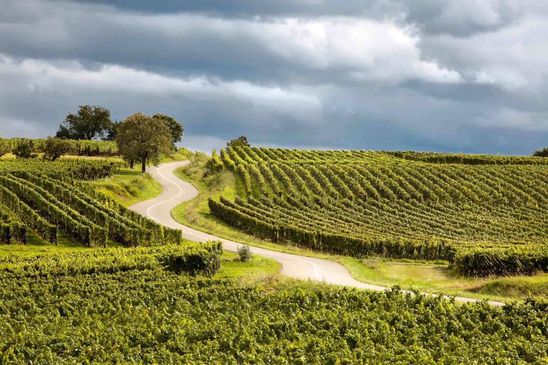 Winding road through lush green vineyards under dramatic, dark clouds, Alsace Wine Route.