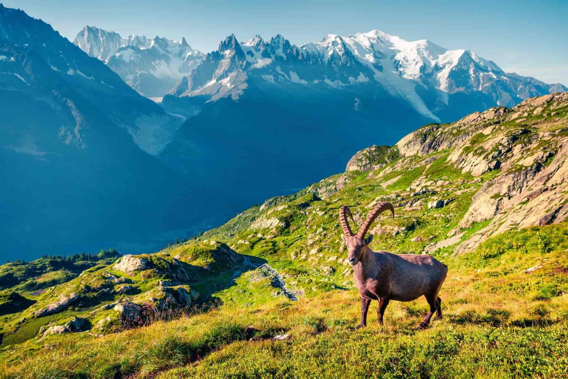Ibex standing on grassy slope above Chamonix with snow-capped alpine mountains in background.