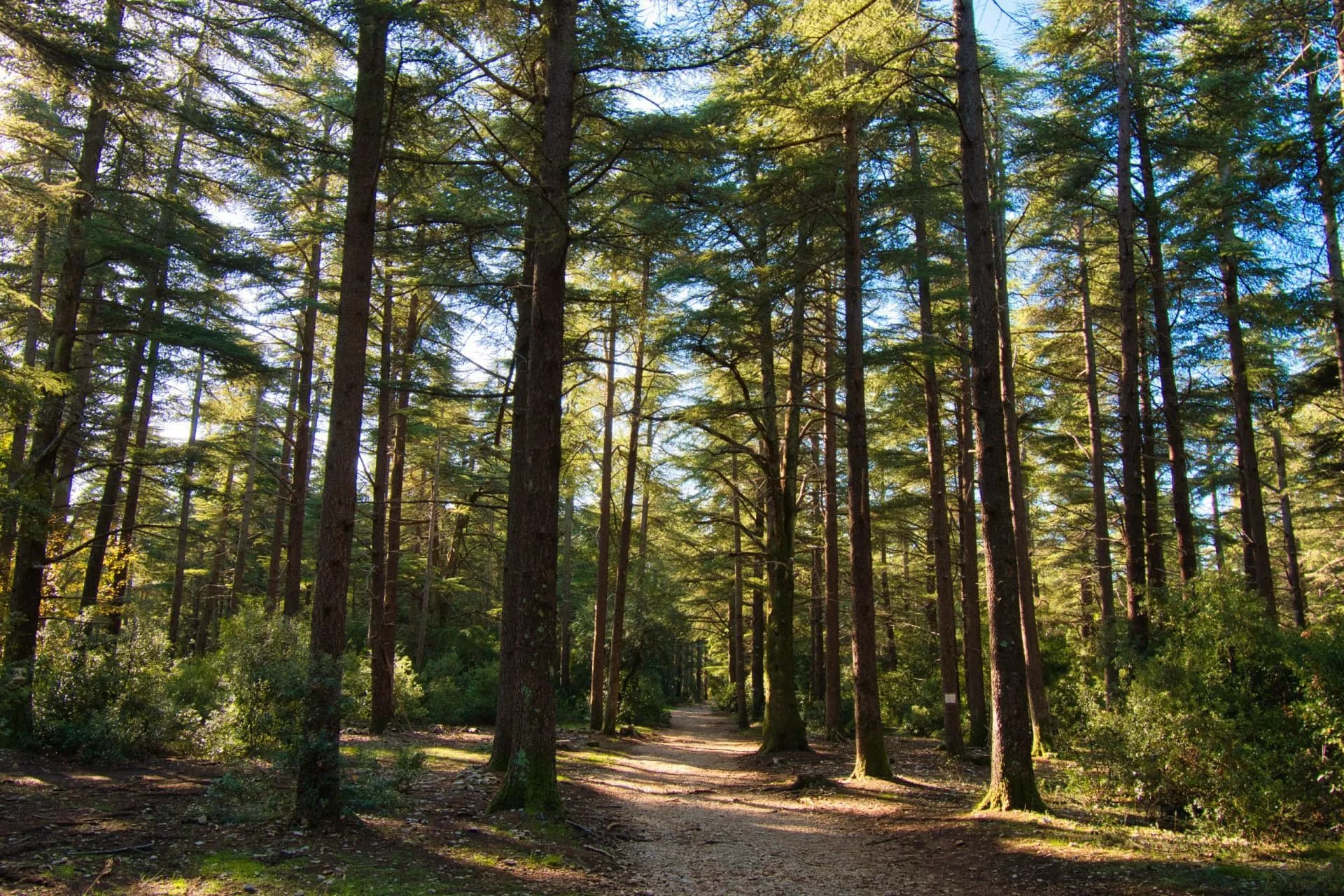 Forest path winding through tall cedar trees in the Forêt des Cèdres, sunlight filtering through the canopy.