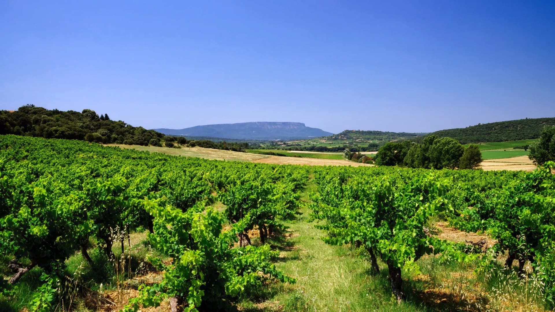 Vineyard rows with lush green vines in Provence, facing a distant flat-topped mountain.