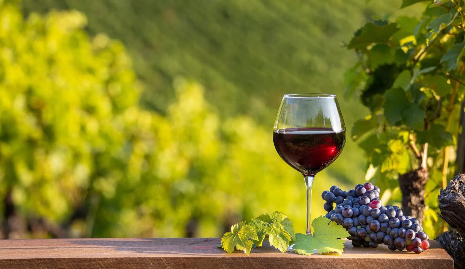 Glass of red wine and dark grapes on wooden surface with vineyard background