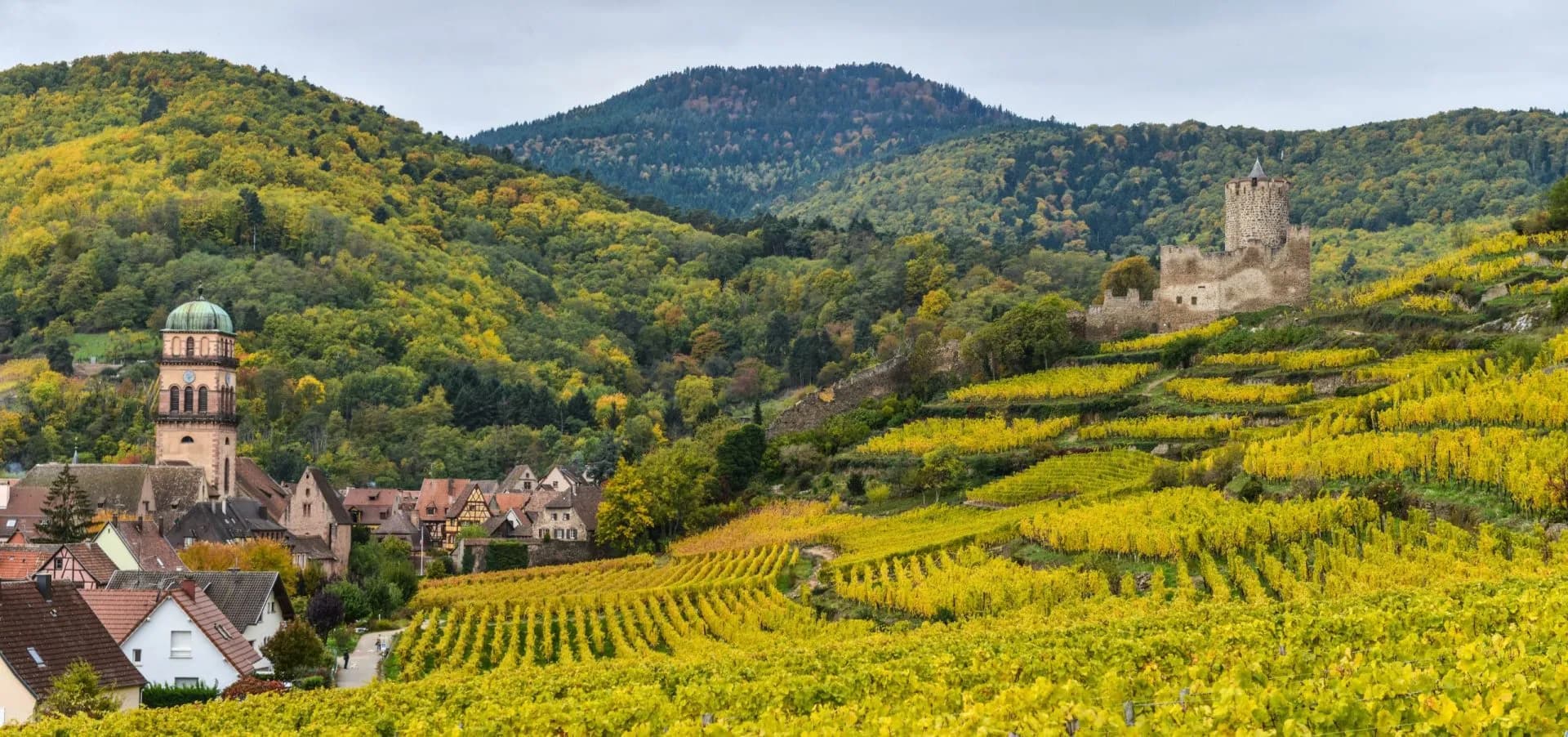 Vineyards with bright yellow autumn foliage surround Kaysersberg village and castle ruins in the mountains.