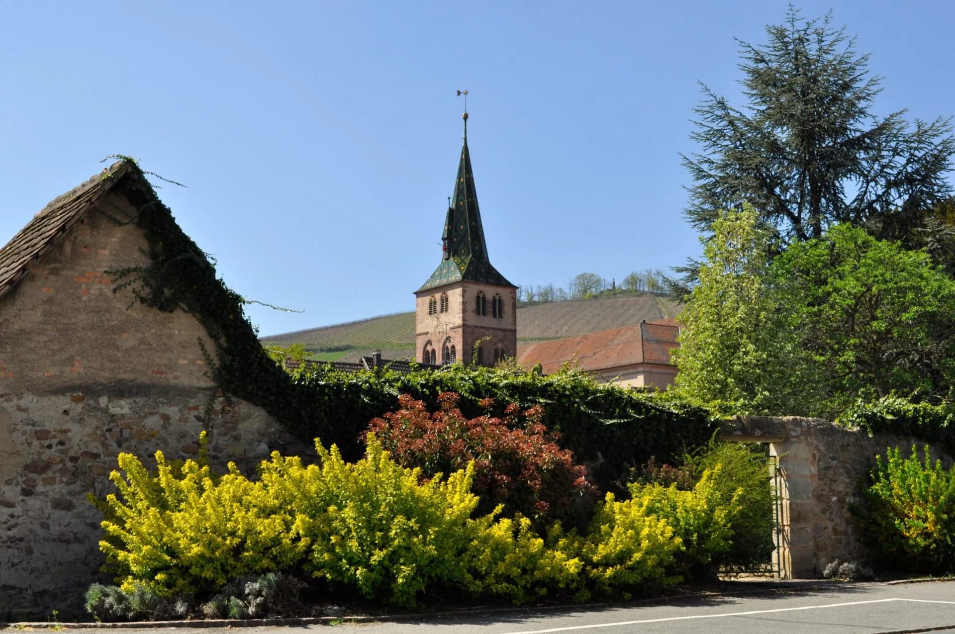 Church tower with green tiled spire behind stone wall and bright yellow shrubs in Turckheim.