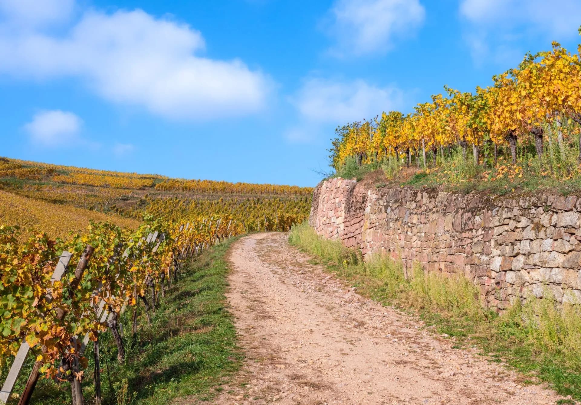 Vineyards with yellow autumn leaves, dirt path, and stone retaining wall near Turckheim.