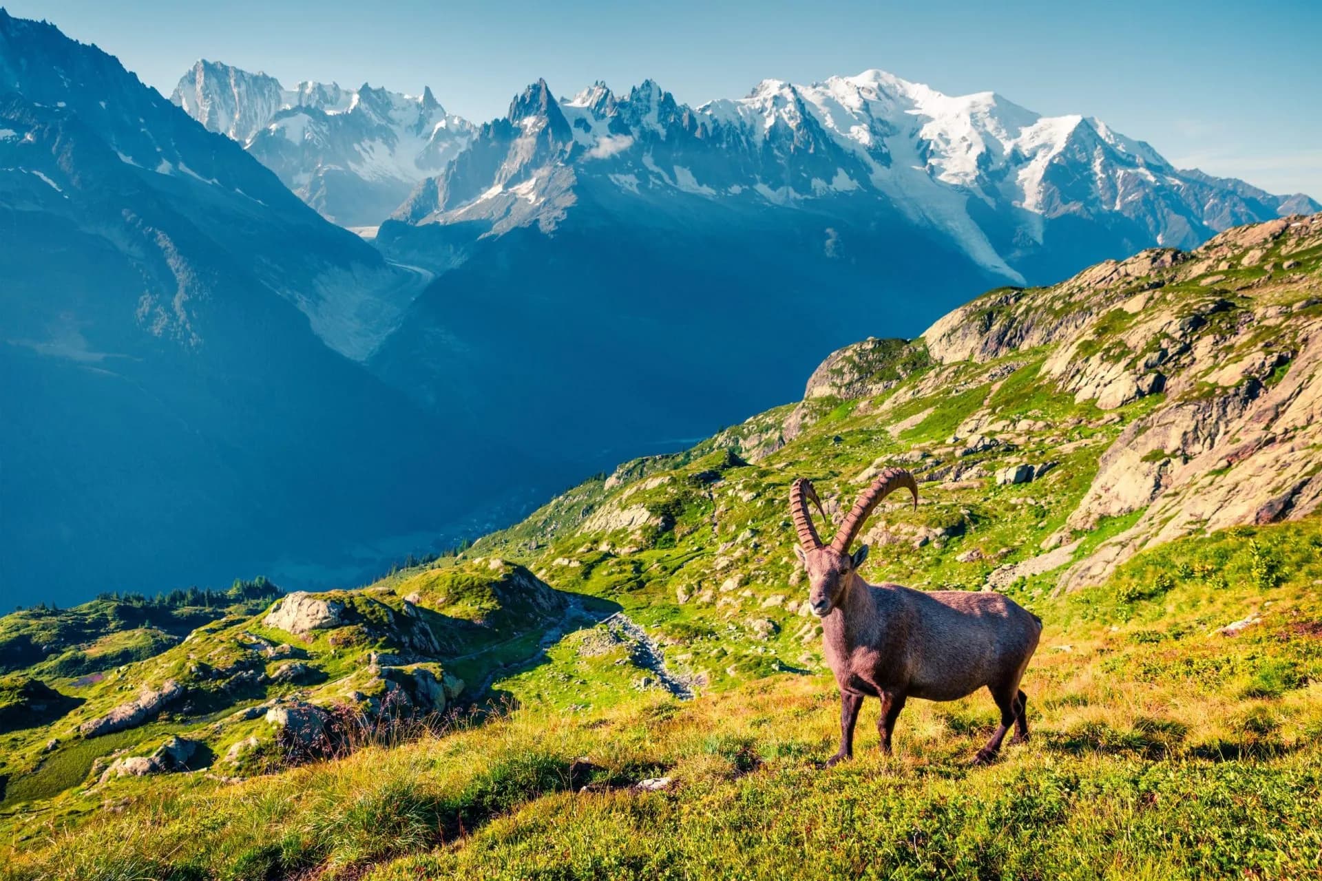 Ibex standing on grassy slope above Chamonix with snow-capped alpine mountains in background.
