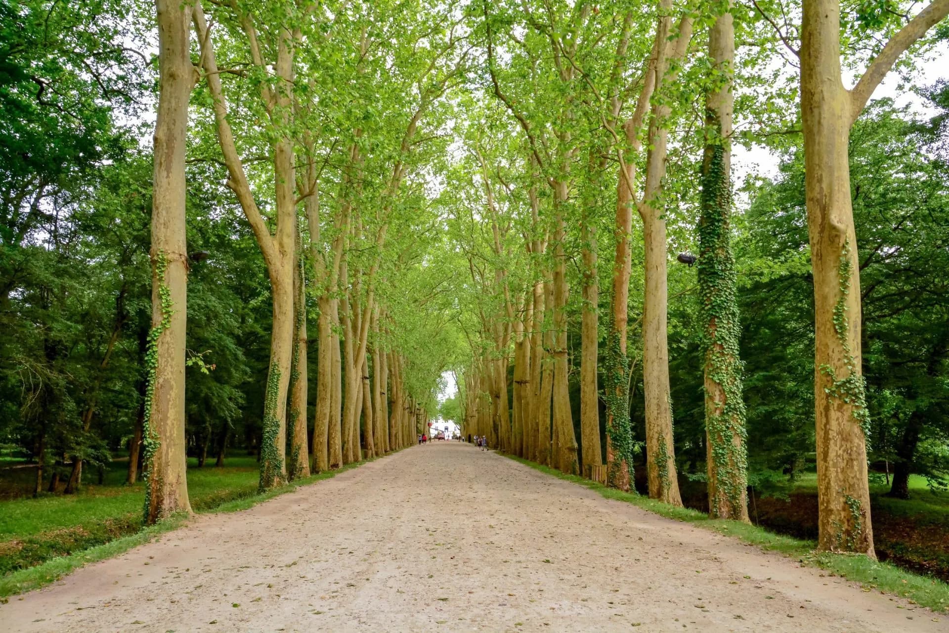 Long dirt path lined with tall trees featuring bright green spring foliage near Chenonceaux.