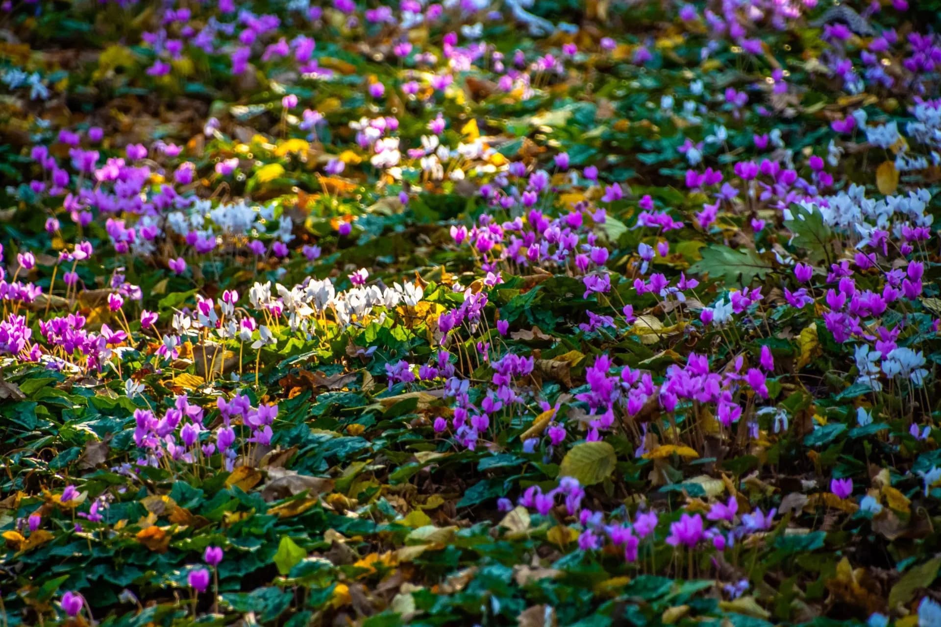 Field of purple and white cyclamen flowers growing among green leaves and fallen autumn foliage.