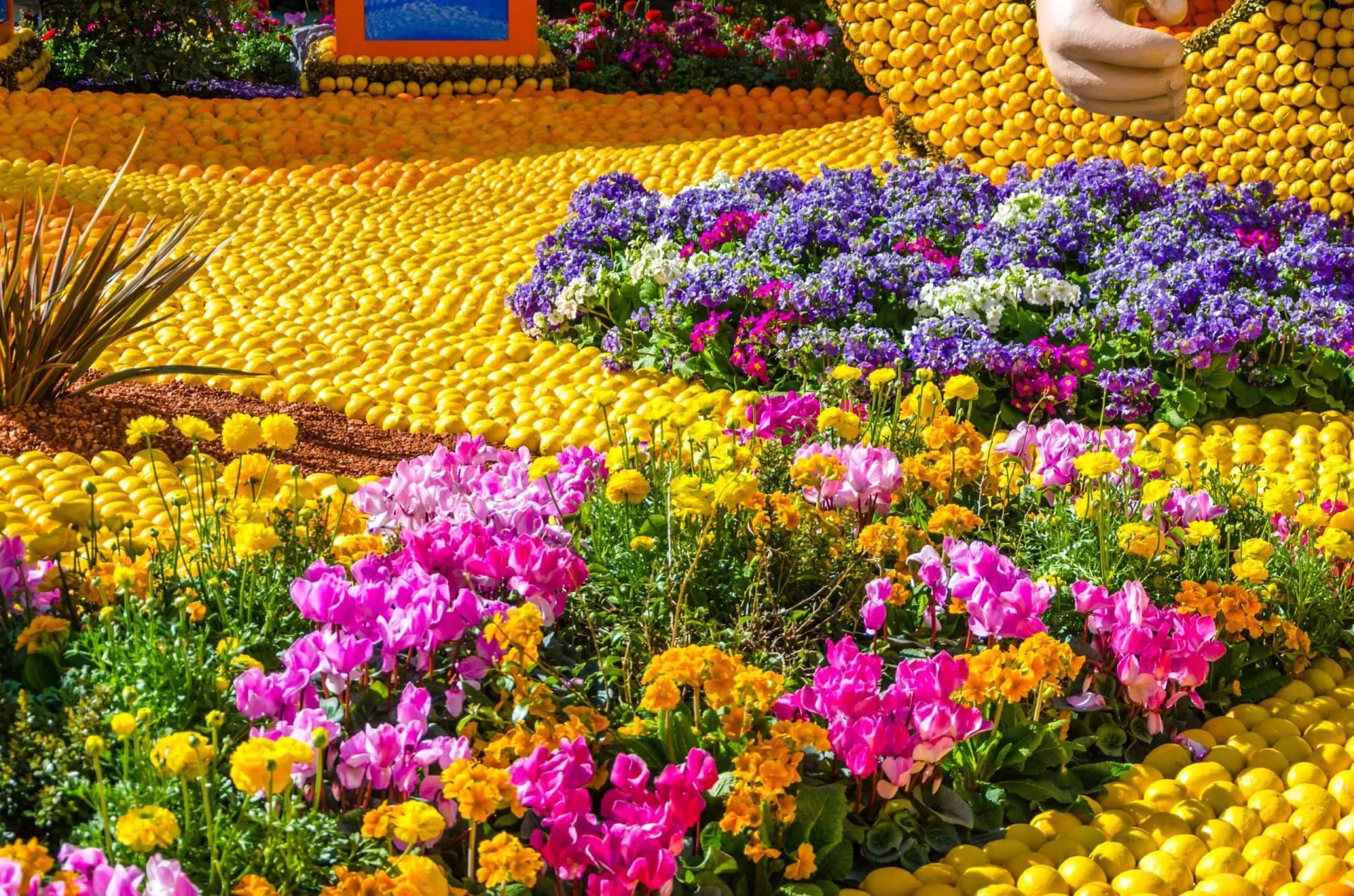 Flower beds with pink, yellow, and purple blooms surrounded by lemons at the Menton Citrus Festival.