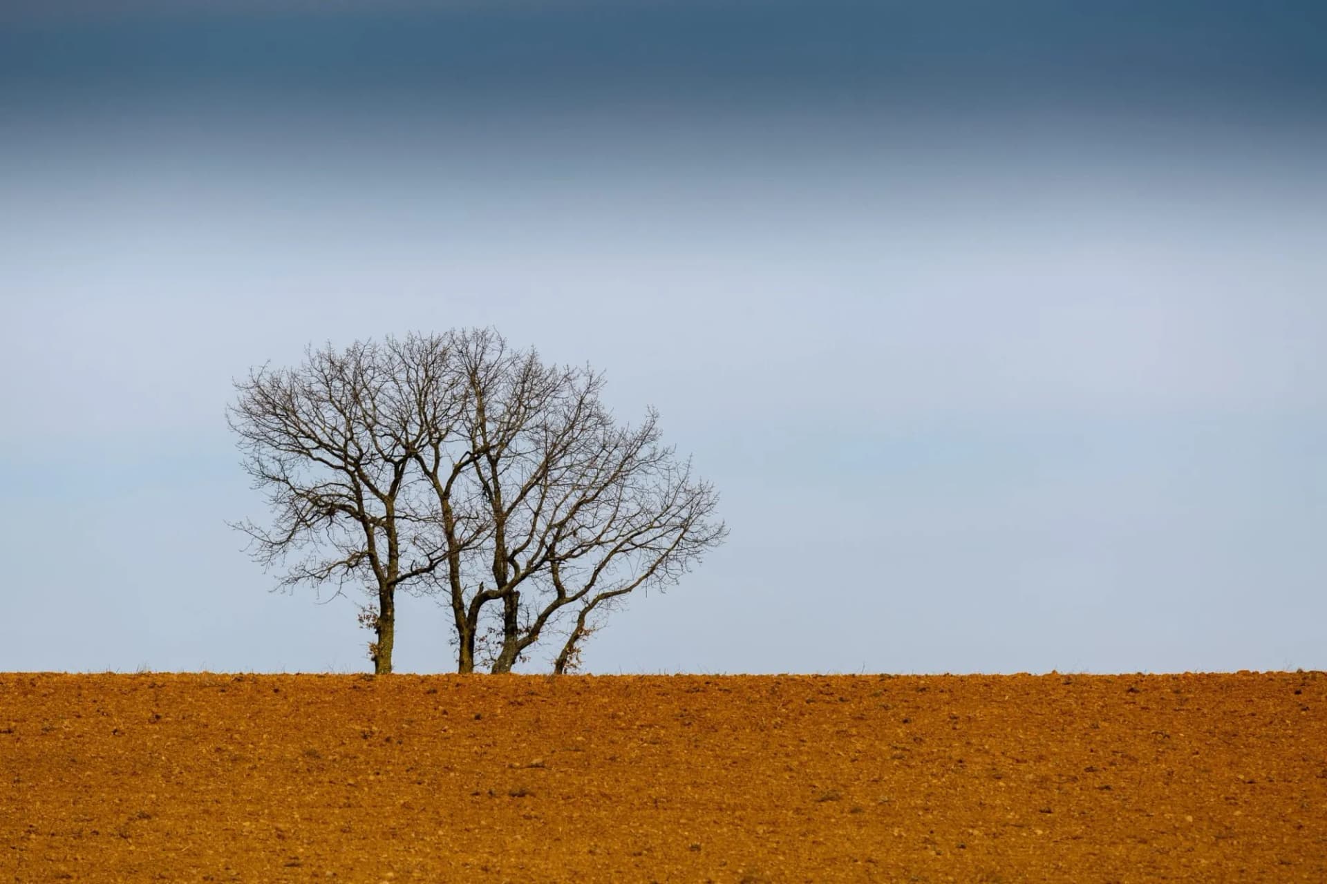 Landscape with farmland, trees and blue sky. Villadangos del Páramo, León, Spain.