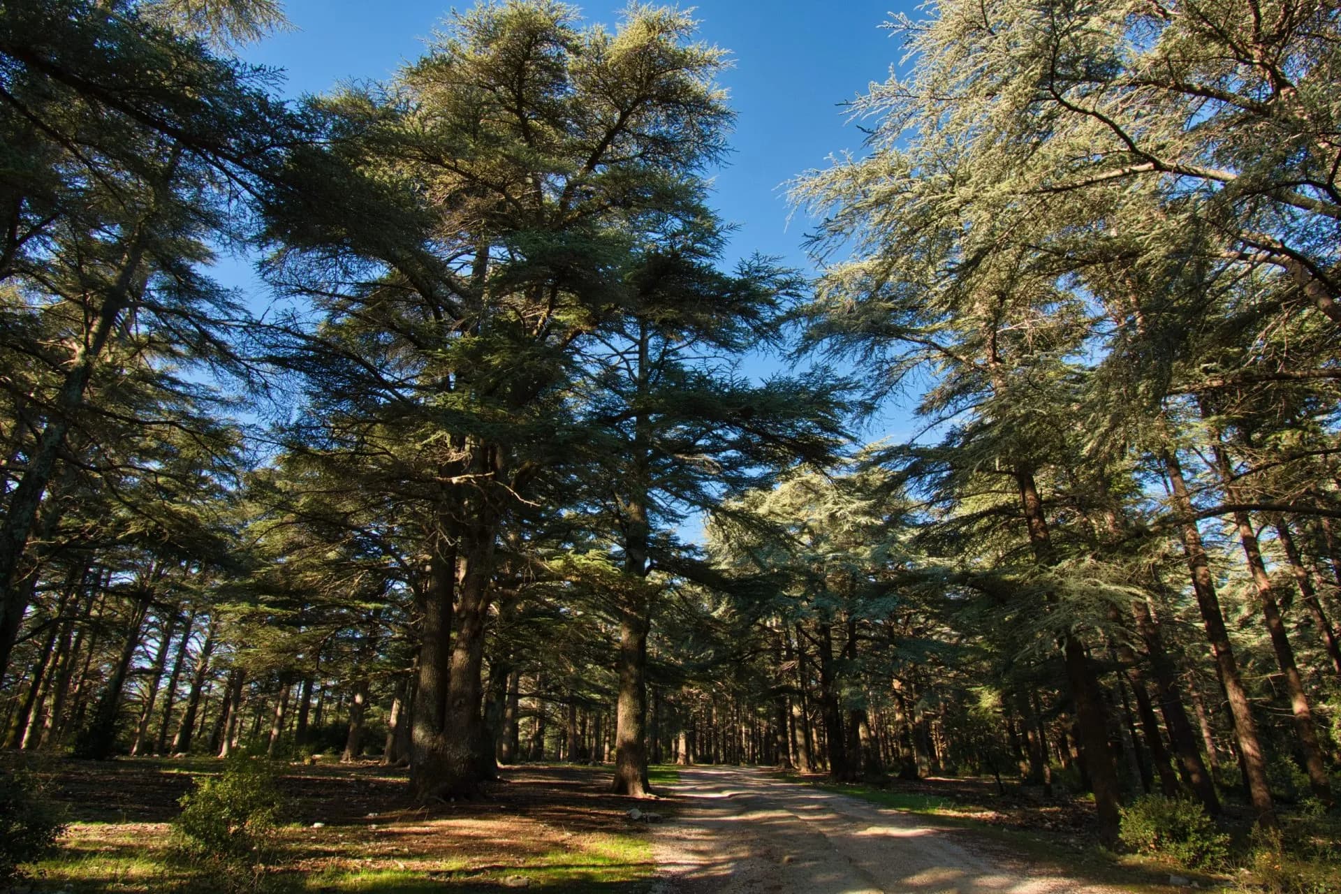 Dirt road winding through the dense cedar forest under a clear blue sky in the Luberon Range.