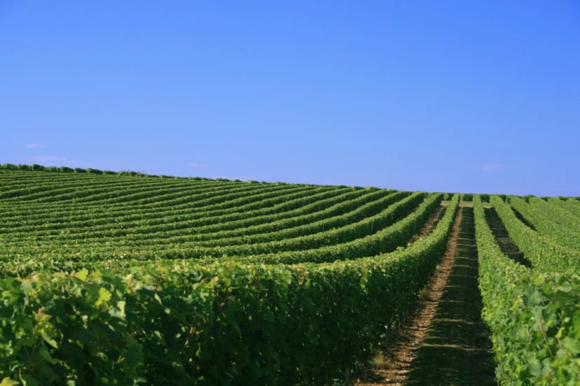 Rolling green vineyard rows under a clear blue sky in the Loire Valley.