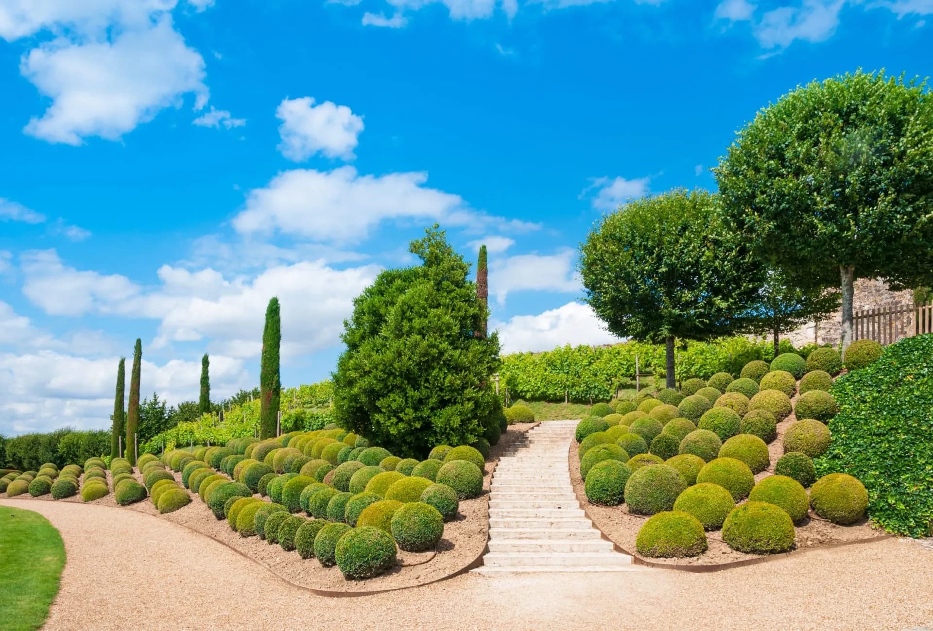 Gardens of Chateau d'Amboise with tiered spherical hedges, cypress trees, and vineyard on a sunny day.