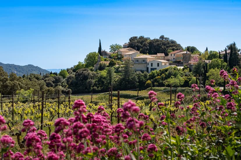 Vineyard with purple flowers in foreground and village on hill in background