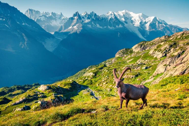 Alpine Ibex (Capra Ibex) on the Mont Blanc (Monte Bianco) background