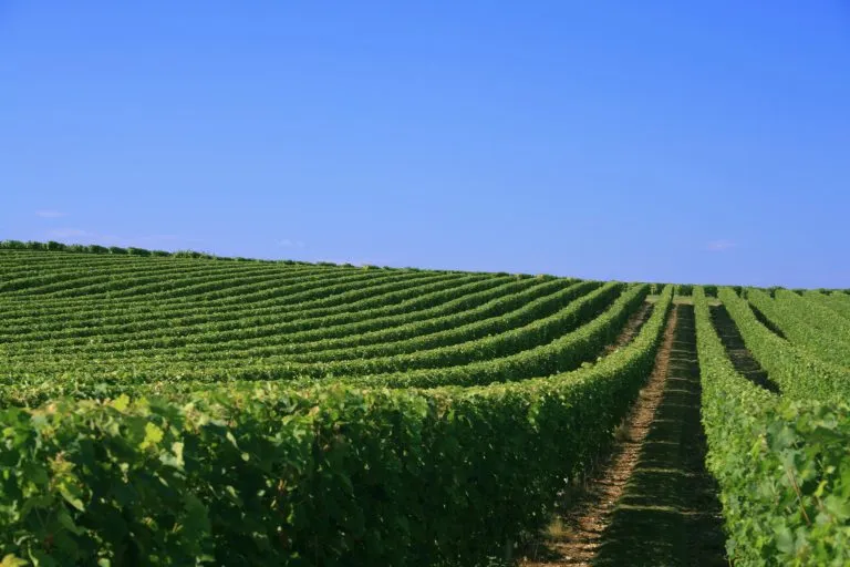 Vigne de la loire