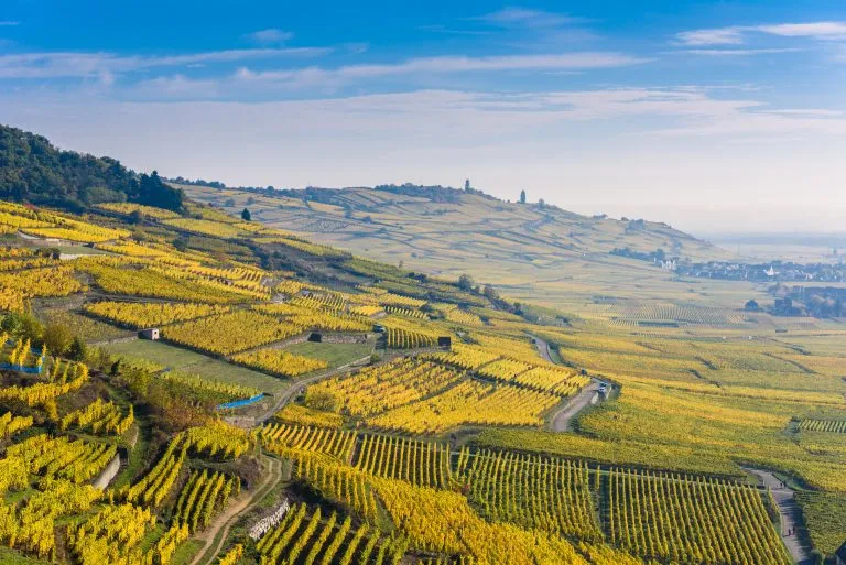 Vineyards at Chateau de Kaysersberg -  alsace in France - travel destination in Europe